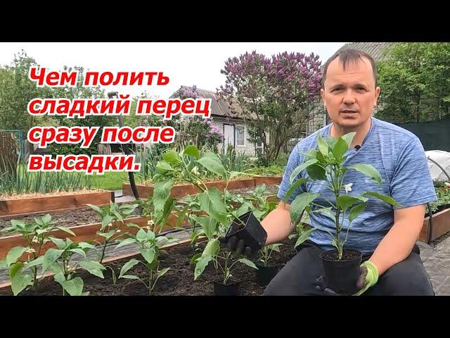 The seedlings of sweet pepper will begin to develop powerfully immediately after landing!