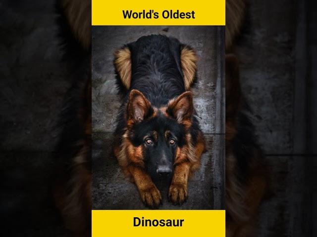 World Oldest Dinosaur || दुनिया का सबसे पूराना डायनासोर || #factworldshorts #amazingfacts #facts