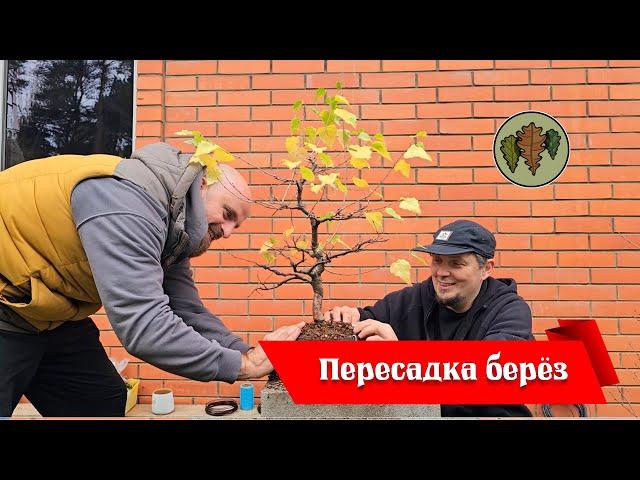 Осенняя пересадка трёх берёз @Studio.Bonsai