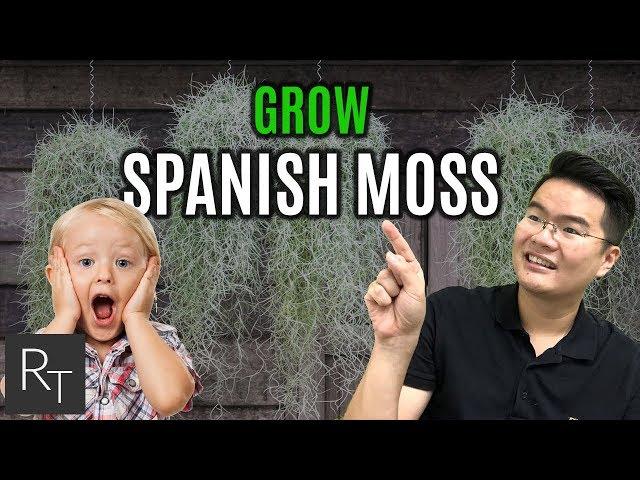 How To Grow Spanish Moss At Home