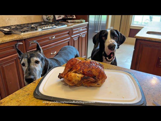 Funny Polite Great Danes Love To Help With Costco Chicken Carving