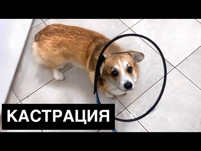 Кастрация собаки Как все прошло / VLOG