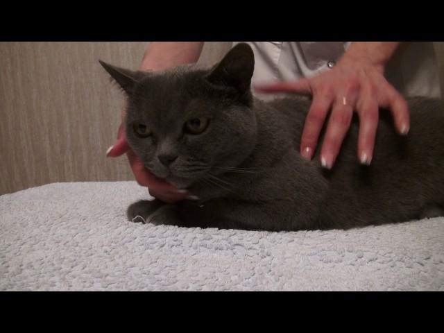 Как чистить глаза и уши кошке с помощью средств DOCTOR VIC