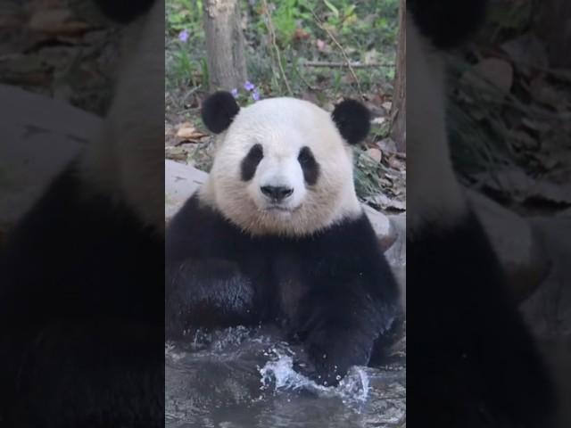 上动的星光&和风爸爸都是美兰，是和花和叶的亲哥哥。奶爸们很宠熊，经常做食物丰荣，把俩兄弟照顾的很好。(详情看评论区)