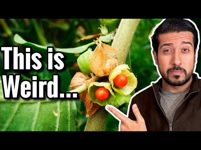 5 Bizarre Side Effects of Ashwagandha NOT to Ignore