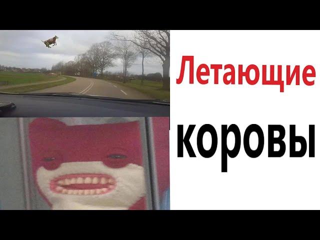 Приколы! ЛЕТАЮЩИЕ КОРОВЫ - МЕМЫ!!! Смешные видео от – Доми шоу!