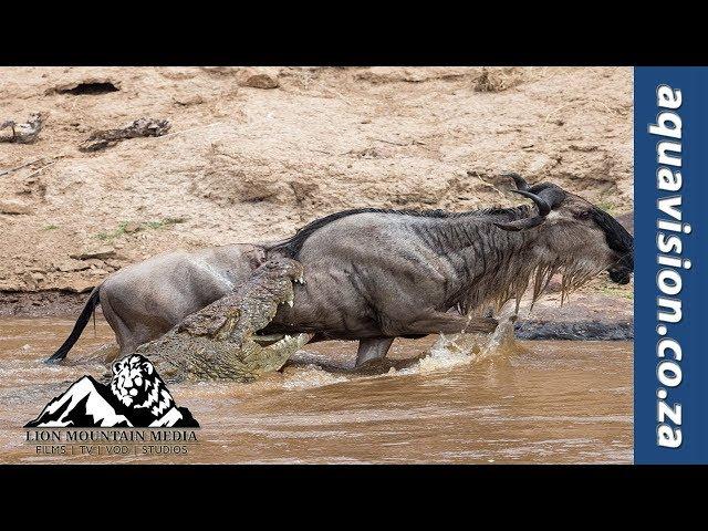 Crocodile ambush in the Grumeti  | Wildlife Sightings