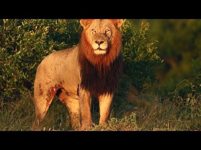 Male Lion Scarred and Limping From a Fight (Ncila)