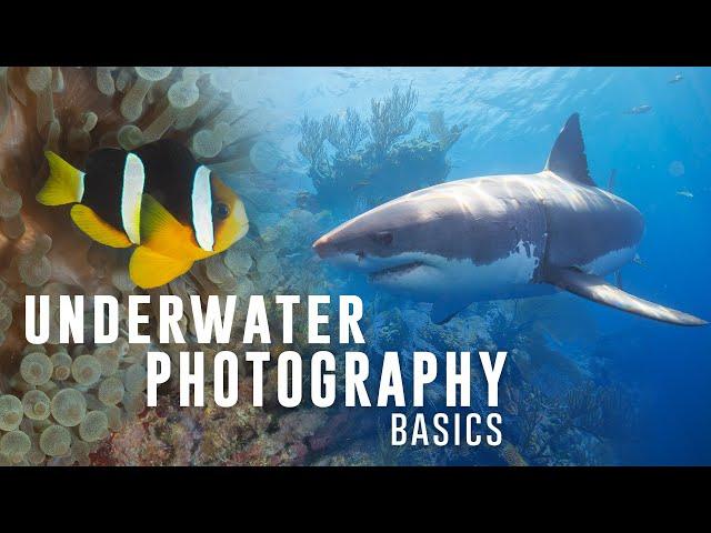 Underwater Photography Basics: Mantas, Sharks, Turtles, and Shipwrecks!