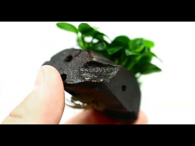 Transform Your Aquarium with Anubias Petite on Driftwood from Aquarium Plants Factory