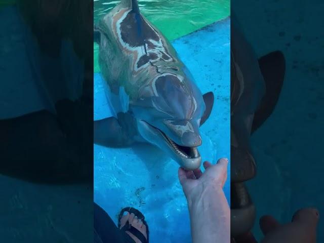 Happy Dolphin 