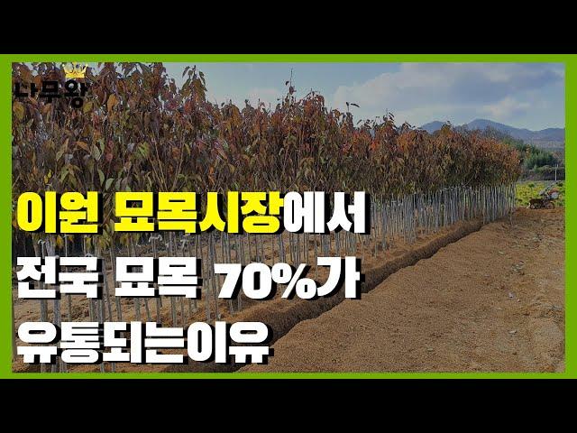 전국 나무의 70%가 유통 되는 이유 ( 옥천 묘목 시장, 이원 묘목 시장, 옥천 묘목 축제)