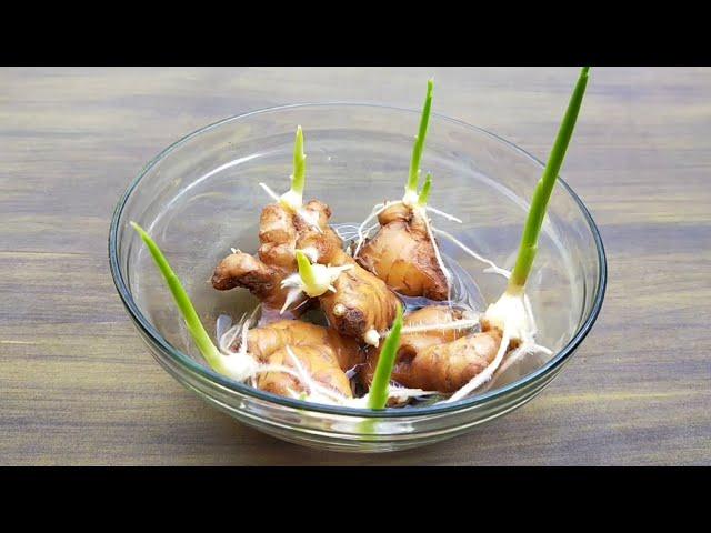 How to grow ginger, garlic, lemongrass at home