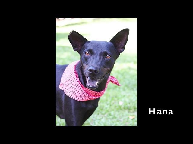 Hana Profile