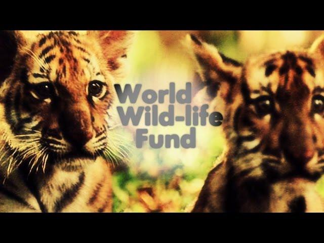 World Wild-Life Fund;