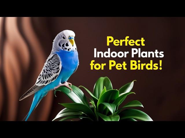 Perfect Indoor Plants for Happy and Healthy Pet Birds! | The Best Bird-Friendly Plants for Your Home