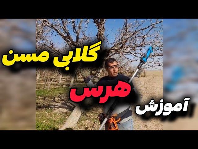 اگر درخت گلابی داری،اینجوری هرس کن