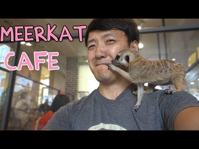 ADORABLE Meerkat & Raccoon Cafe in Seoul South Korea