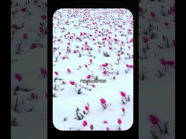 аномальные морозы в Турции