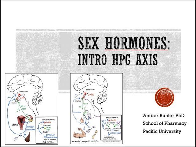 Sex Hormones: Intro to the HPG axis