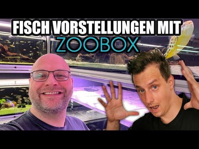 Fisch Vorstellungen mit Zoobox | Fische für kleine Aquarien & Scapes