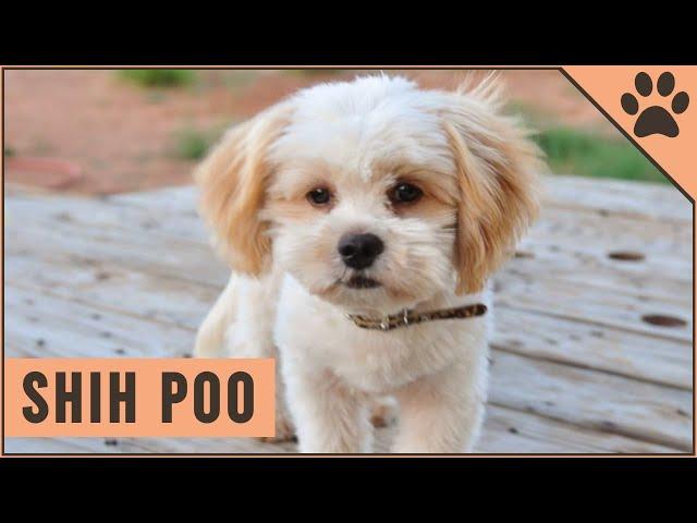 Shih Poo | Poodle - Shih Tzu Mix