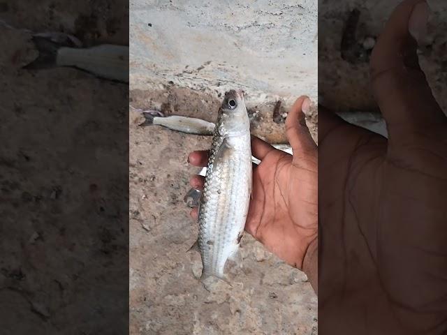 The great (grey) mullet fish hunting on the river.(Triple hook fishing)#blogger#fishing#Telugu#RR