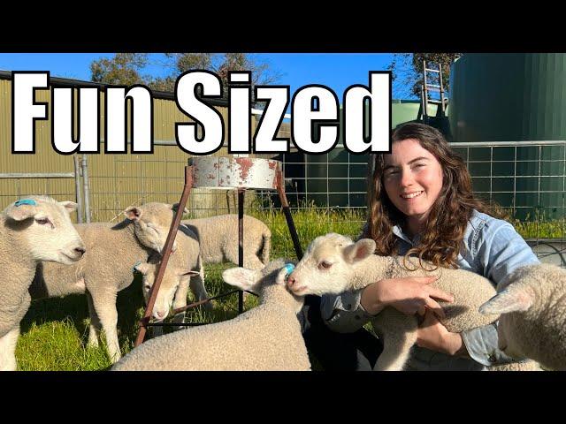 This was NOT the Plan! - Australian Sheep Farm Vlog