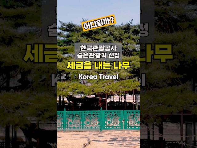 한국관광공사 숨은관광지 선정, 세금과 장학금을 내는 나무로 실제 토지를 소유하고 있다고 합니다 #여행하는핑초