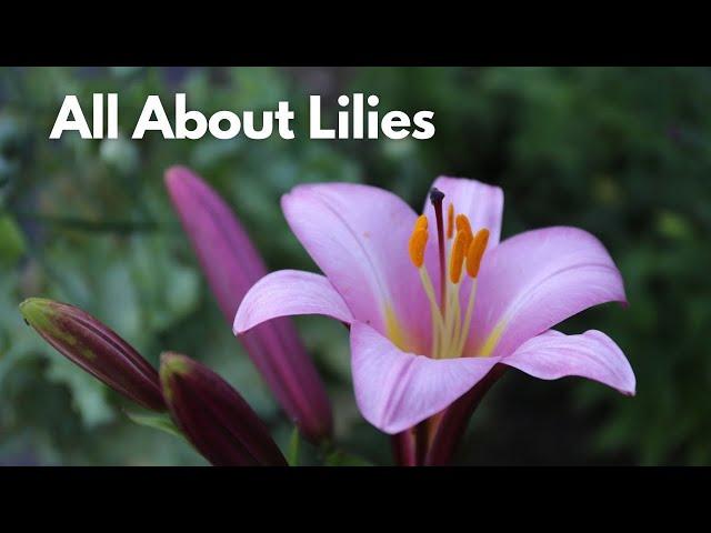 All About Lilies // Different Lily Types for Your Flower Garden