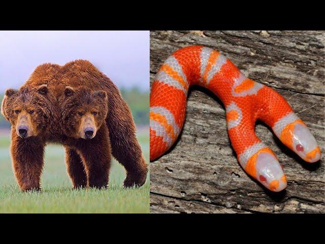 10 Weird Two Headed Animals