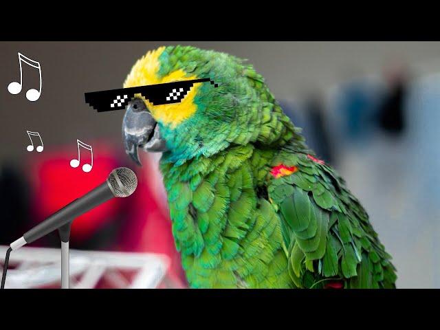 FUNNY PARROTS SINGING - TRY NOT TO LAUGH | Funny Pets ️