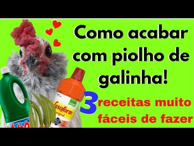 Como acabar com piolho no galinheiro. 3 receitas fáceis de fazer!