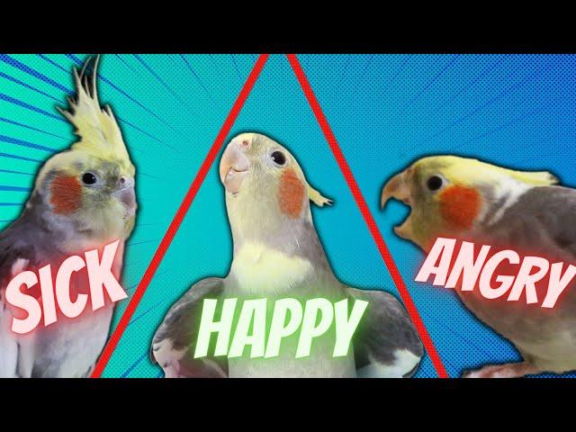 Decoding Cockatiel Body Language: Surprising Secrets Revealed!