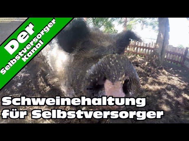 Schweinehaltung fuer Selbstversorger ganz einfach