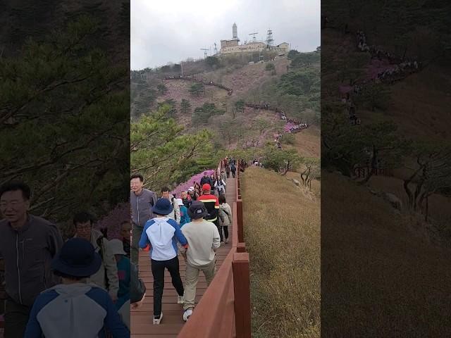 인천 강화도 고려산 진달래 축제 등산 인파 (하이퍼랩스)