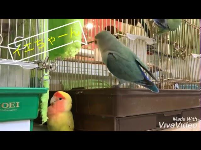 【ふわふわチャンネル】仲良しコザクラインコ