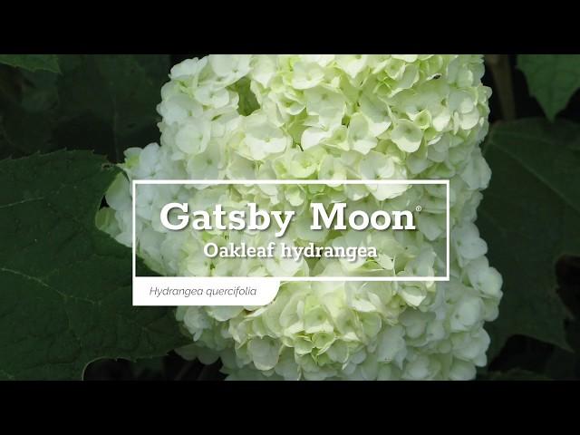 30 Seconds with Gatsby Moon® Oakleaf Hydrangea