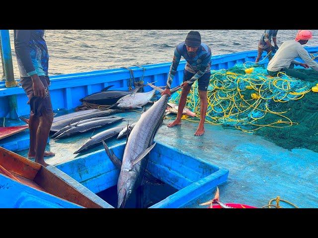 6 வது நாள் ஆழ்கடலில் பிடித்த பெரிய மயில், கேரை மீன்களை பாருங்க