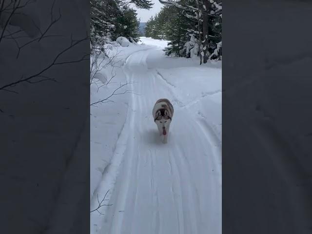 Хаски. В лесу зимой