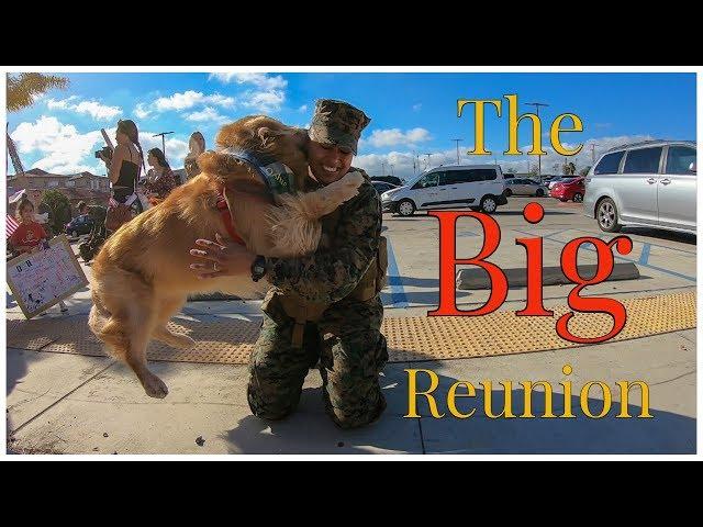 Golden Retriever Welcomes His Marine Home | Oshies World