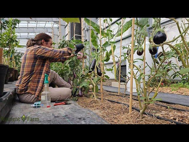 Nutrient Farm Scenery #30 - Organic Eggplant pruning