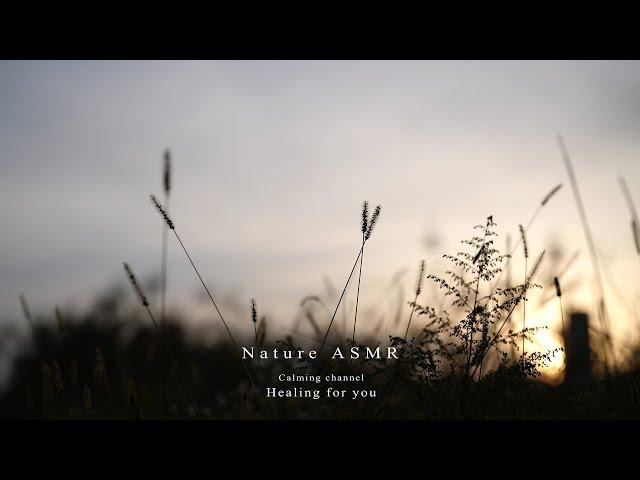 The sound of crickets, insects, and healing ASMR at sunset for a relaxing mind.