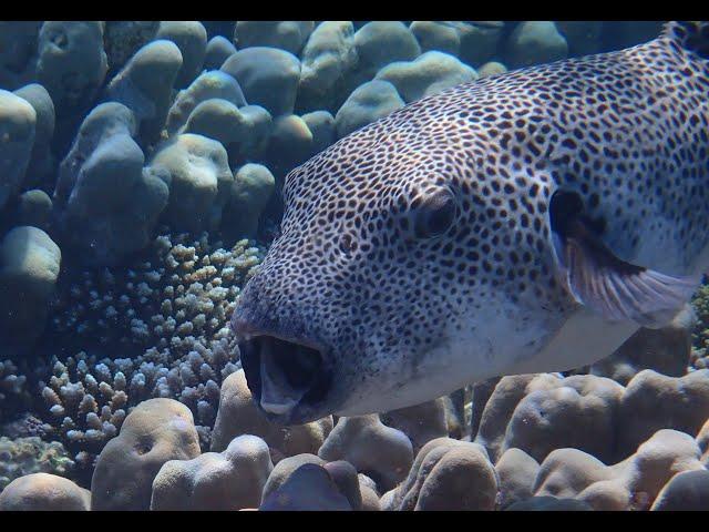 Riesenkugelfisch mit Putzerfischen. Starry Toadfish. Arothron stellatus.