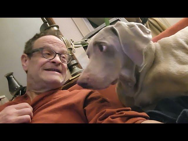 Claiming and Reclaiming Property - Holder The Weimaraner and Barn Cat 1/6/23