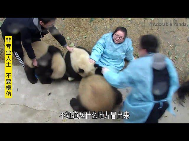 A melee between pandas & nannies (nanny Mei)人熊大战, 梅奶妈一战成名的名场面