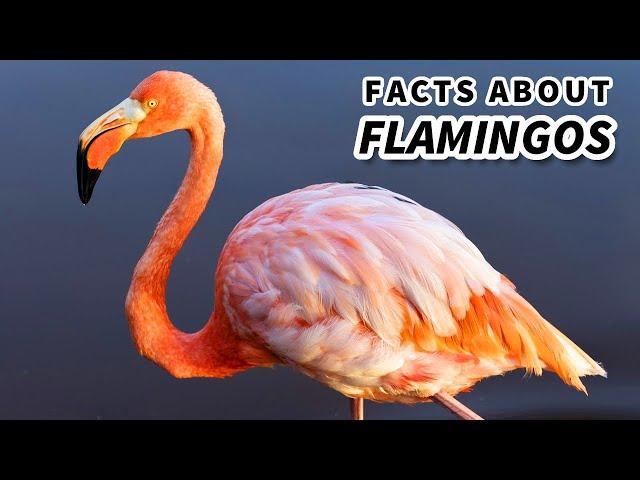 Flamingo Facts: Life in EXTREME Environments  Animal Fact Files