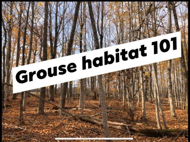 Improving Ruffed Grouse (partridge) Habitat