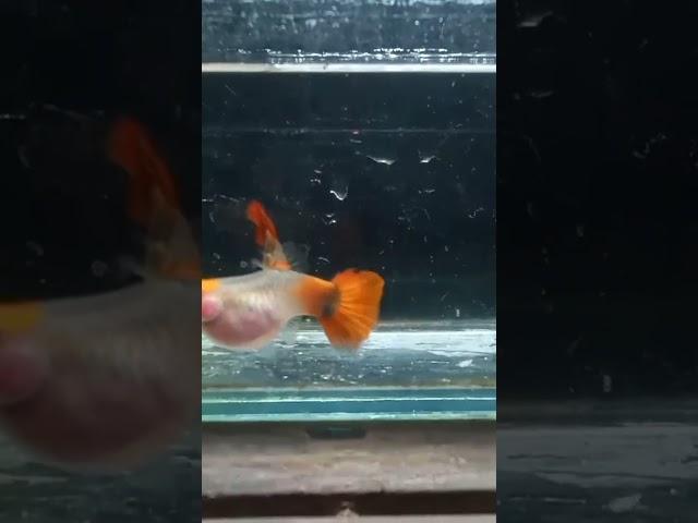 Ss Koi Glasbelly Short Body #viral #fyp #ikanguppy #ikanguppyindonesia #ternakguppy #peternakguppy