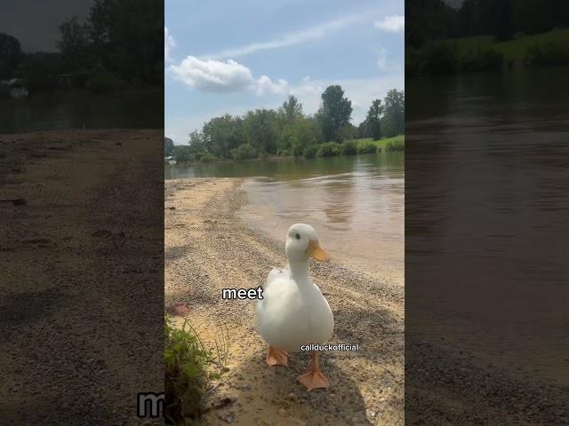 My ducks ￼picnic was ruined.￼